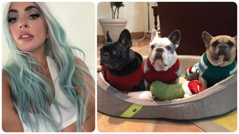 Lady Gaga’s dog walker shot; two dogs are stolen