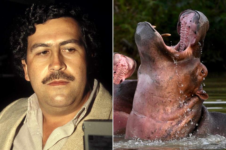 Pablo Escobar’s ‘Cocaine Hippos’ Attacking People And Multiplying